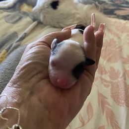 Gema - Black and white female Chihuahua puppy in Red Bluff, California from Aye Chihuahua