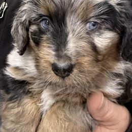 Darwin - Blue merle male Aussiedoodle puppy in Warrensburg, Missouri from Dreamer Ridge Puppies