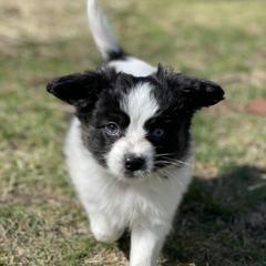Sporty Mix Puppies from Ebonheart Kennel