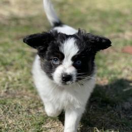 Sporty Mix Puppies from Ebonheart Kennel