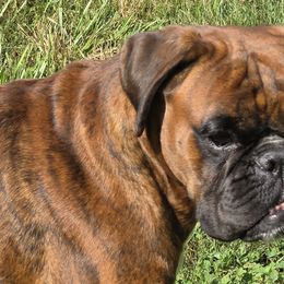 Boxers from Hogan Creek Boxers