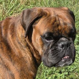 Boxers from Hogan Creek Boxers