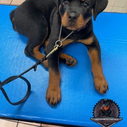Rottweiler Puppies from Von Der Hing Rottweilers