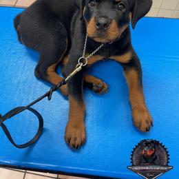 Rottweiler Puppies from Von Der Hing Rottweilers