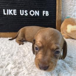 Strawberry 3600 - Red female Dachshund puppy in Dade City, Florida from Kingpindoxies