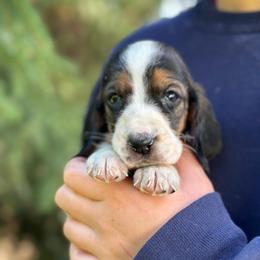 Female 3 - Black brown and white female Basset Hound puppy in Lindley, New York from Hill Top Basset Hounds & Cane Corso