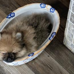 Sable girl Stevie's - Orange sable female Pomeranian puppy in Cocoa, Florida from Pom Coast Pomeranians