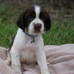 Light blue collar - Liver and white male English Springer Spaniel puppy in Loris, South Carolina from Palmetto Springer Spaniels