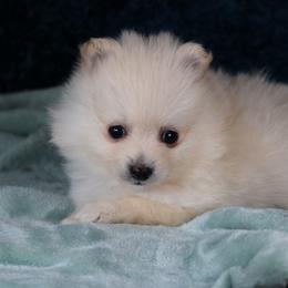 AKC Boo - Cream male Pomeranian puppy in Albany, Indiana from Hatz Off Puppies