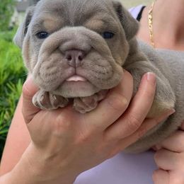 Bulldog Puppies from Pappy's Bullies
