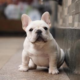 French Bulldogs from Silkhaus+Frenchies