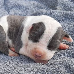 American Staffordshire Terrier and French Bulldog Puppies from Cicero Kennels