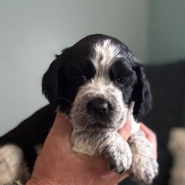 Coahoma - Black and white female English Springer Spaniel puppy in Yellville, Mississippi from Butterfield Trail Farm