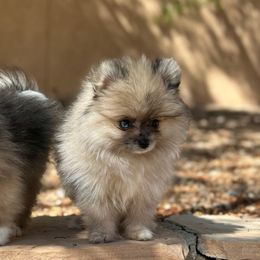 Darlin' AKC Merle - Cream sable parti female Pomeranian puppy in Las Vegas, Nevada from POMS USA