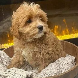 Aussiedoodles, Bernedoodles, Cavapoos, Goldendoodles, and Labradoodles from Mini Goldendoodles of Cape Cod