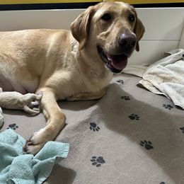 Girl 2 - Yellow Labrador Retriever puppy in Carmichael, California from Red Barn Family Labs