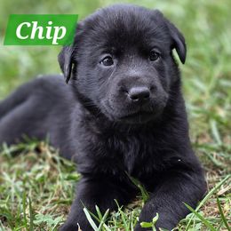 Chip - Black male Labrador Retriever puppy in Caledonia, Ohio from 7Cs Labs