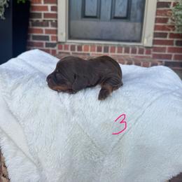 Precious - Chocolate and cream female Dachshund puppy in Nashville, Arkansas from Dixies Dachshunds