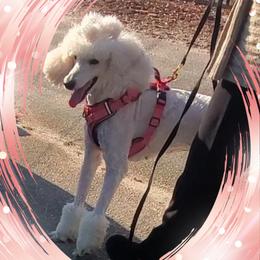 Lili - Poodle