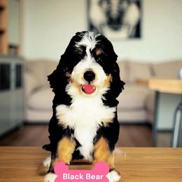 Black bear - Tri-color female Bernedoodle puppy in Beecher, Illinois from Erica’s Doodles