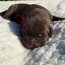 Red - Chocolate male Labrador Retriever puppy in Gainesville, Georgia from Rucker Retrievers