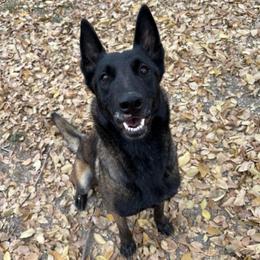 Edna - Belgian Malinois