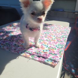 Chihuahua Puppies from Elegant Exotic Chihuahua's