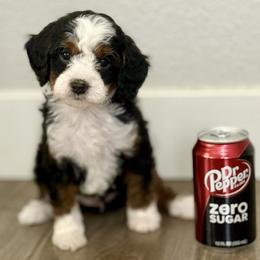 Rupert - Tri-color male Bernedoodle puppy in Gilbert, Arizona from Safe Havynn Doodles