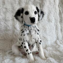 Lucien - Long coat LUA - White and black male Dalmatian puppy in Jefferson, Georgia from Spotted Jewels Dalmatians