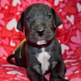 Maker's Mark - Black and white male Great Dane puppy in Chapmansboro, Tennessee from Balthrop Bend Farms
