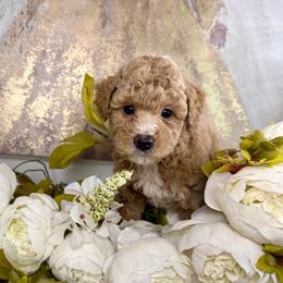 Jefferson - Apricot male Goldendoodle puppy in Sheridan, Arkansas from Arkie Doodles