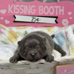 Boy 2 - Blue male Pomeranian puppy in Newark, Ohio from Keeperofstars Pomeranians