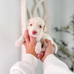 Prescott - Cream male Goldendoodle puppy in Greencastle, Indiana from Willow & Co.