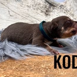 Boy 1 - Brown American Bully puppy in Eagle River, Alaska from 49th State Kennels