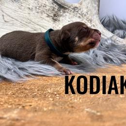 Boy 1 - Brown American Bully puppy in Eagle River, Alaska from 49th State Kennels