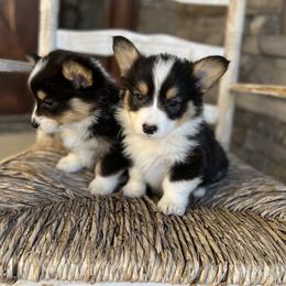 Pembroke Welsh Corgi Puppies from Nunas Corgis