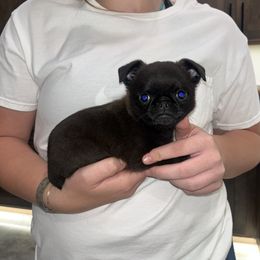 Brussels Griffon Puppies from Butler Brussels Griffon