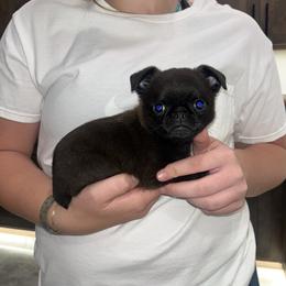 Brussels Griffon Puppies from Butler Brussels Griffon