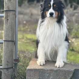 Gambit - Australian Shepherd