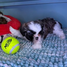 Troy - Black gold and white male Shih Tzu puppy in Bradley, South Carolina from Katie’s Kennel