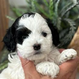 Spotted girl - Black and white female Cockapoo puppy in Rigby, Idaho from Elkington Family Farms LLC