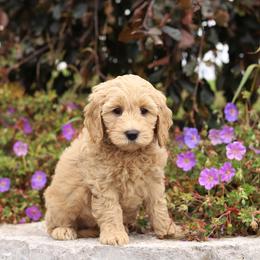 Pink - Apricot female Australian Labradoodle puppy in Williamstown, New York from Lewis Manor Labradoodles