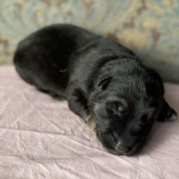 Pink collar girl - Bi-color female German Shepherd puppy in Coleta, Illinois from Four Leaf Farm- Vom Vierblättriges Bauernhof