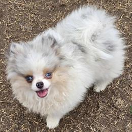 Daphne Pearl - Pomeranian