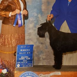 Standard Schnauzers from Genesis Standard Schnauzers