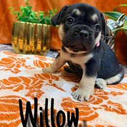Willow - Black and tan female French Bulldog puppy in Peoria, Arizona from A Quality French Bulldogs AZ
