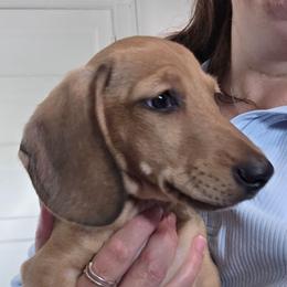 Maevis's cream smooth boy - Cream male Dachshund puppy in Declo, Idaho from Dozendachs