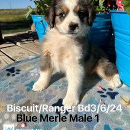 Australian Shepherd Puppies from Worsham’s Toys and Minis Australian Shepherds