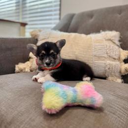 Lulu's Orange Girl - Black and tan female Pembroke Welsh Corgi puppy in Vilonia, Arkansas from Lucky Pups Corgis