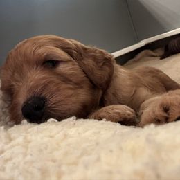 Boy 2 - Caramel red male Labradoodle puppy in Tyler, Texas from LaRue's Labradoodles